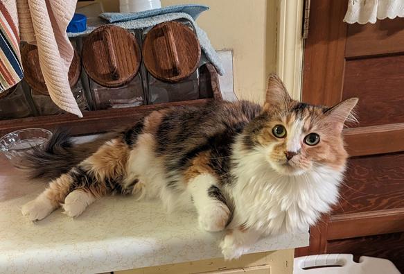 Calico cat on the same kitchen counter, different night. A few minutes ago, in fact.