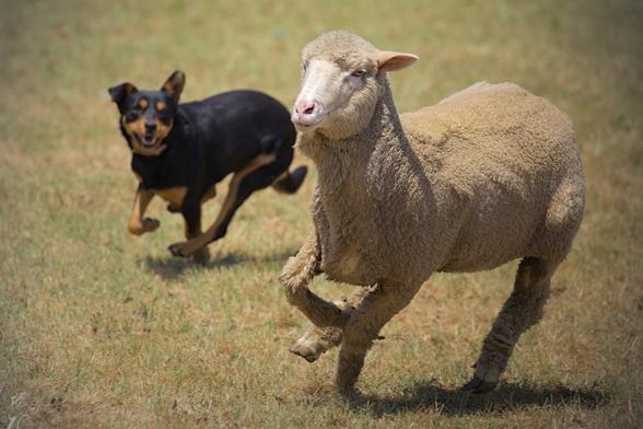 A photo of a sheep running in a paddock, with a kelpie running along in the background. The sheep dominates the frame and is caught in mid lope; dirt and grass can be seen being kicked up as they run along. The dog is behind the sheep also running along, keeping a close eye on the sheep's movements.