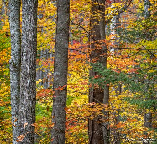 Tree trunks surrounded by red, green and yellow leaves