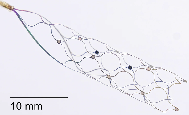 Das Implantat von Synchron wird nicht wie bei Neuralink und Precision Neuroscience durch eine offene Hirnoperation eingesetzt, sondern ähnlich wie ein Stent implantiert. Das 16-Elektroden Array mit einer angebundenen Leitung wird in die Halsvene eingesetzt, von wo es sich ein Blutgefäß in der Nähe des motorischen Kortex hochschlängelt. Von dort aus nehmen die Elektroden die elektrischen Impulse auf.