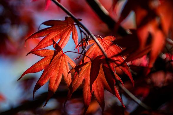 A color photograph of newly unfurled, red leaves from a Japanese maple. Taken with a telephoto lens, the leaves in the foreground are in focus, and the leaves and branches in the background are blurred. Some blue sky is visible though the background.