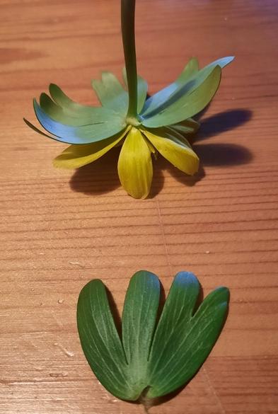 Ein deutlich gelapptes Blatt im Vordergrund. Im Hintergrund restliche Blüte und quirlartig zusamnenstehende übrige Blätter umgedreht auf dem Tisch liegend.