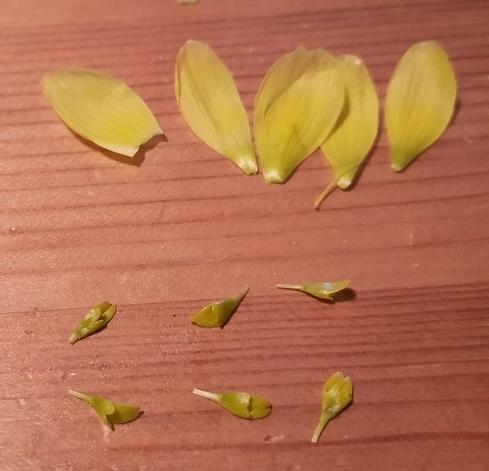Abgezupfte gelbe Blütenblätter (oben, eins fehlend, daher nur 5) und unten 6 gelbe Nektarblätter.