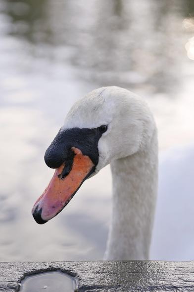 swan giving me side eye while looking over the river bank to get closer to me