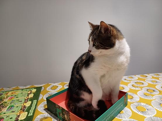 My cat sitting in the box for a board game I'm trying to play