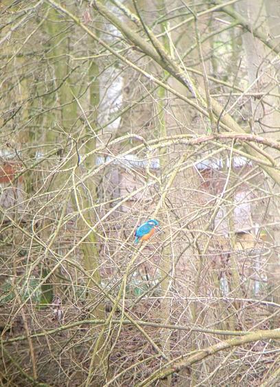 In einem Gewirr kahler Zweige sitzt ein blau und oranger kleiner Vogel mit langem spitzen Schnabel und schaut nach unten