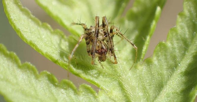 photo of a tiny spider on a plant leaf