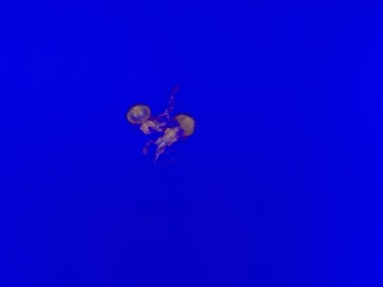 A deep blue field with 2 small jelly fish swimming together in a pink/purple hue