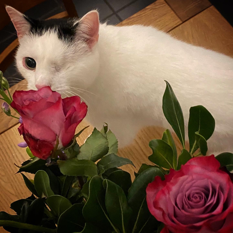 A cat and a rose