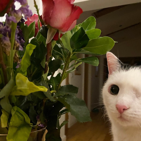 A cat and a rose