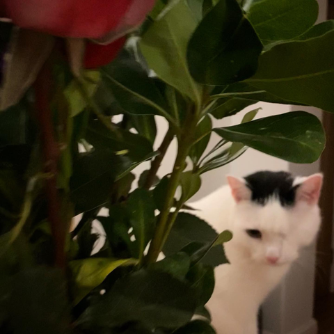 A cat with cut flowers on a vase