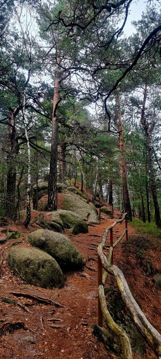 Ein Waldweg mit kleineren Felsen und Kiefern. Rechts im Bild ein Geländer aus Holz.