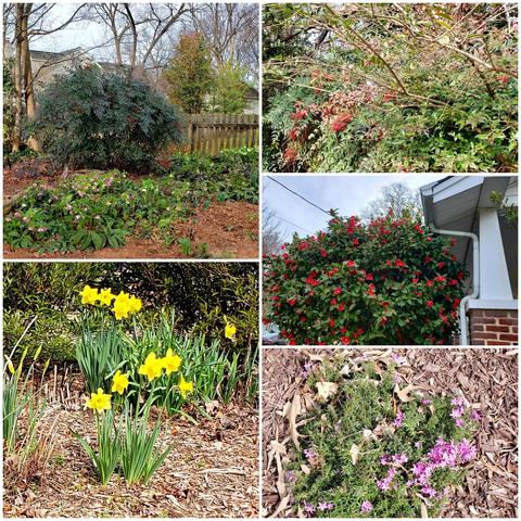 Collage of flowers: Lester roses, nandinas, red camellias, daffodils, pink creeping phlox