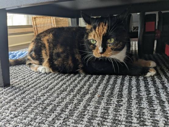 calico cat lying on the floor below a coffee table. gray carpet on the background. she's focused and waiting for something to happen, her eyes are looking at the camera and are fully open