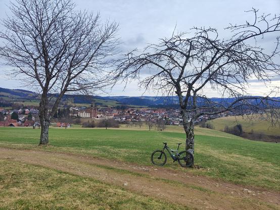 Wiese mit zwei Bäumen vor St.Peter