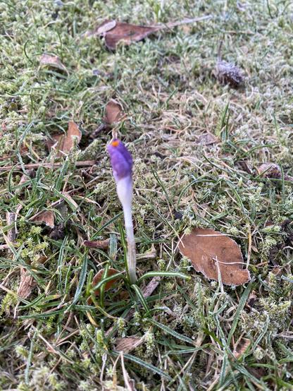 Krokus auf der rauhreiffrostigen Wiese