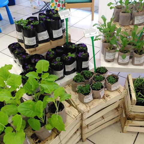 A stall by Incredible Vegetables selling various perennial plants like perpetual kale and sweet violets