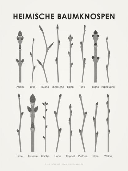 Schautafel mit den Knospen und Trieben von Ahorn, Birke, Buche, Eberesche, Eiche, Erle, Esche, Hainbuche, Hasel, Kastanie, Kirsche, Linde, Pappel, Platane, Ulme und Weide von iris Luckhaus