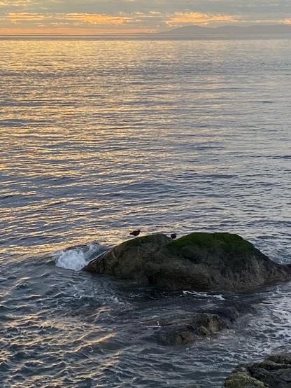 Peaceful golden hues with pinkish sky behind Olympic Mountains. Two Black Oystercatchers on rocks in the foreground.