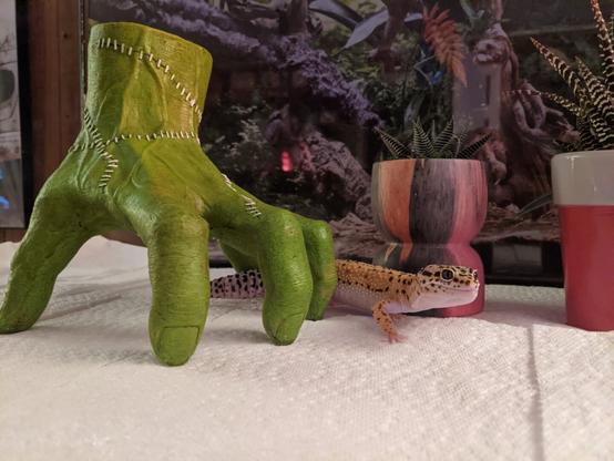 Juvenile leopard gecko walking through an Addams Family themed hand decoration.