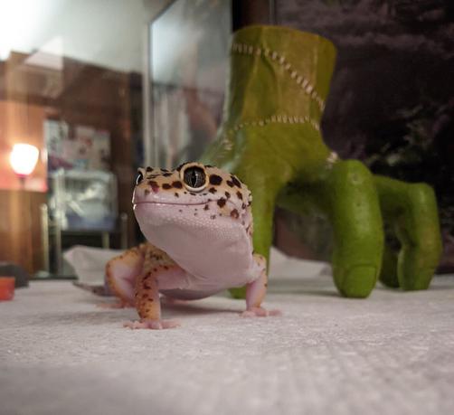 Closer photo of the same leopard gecko with its head looking off to the side.