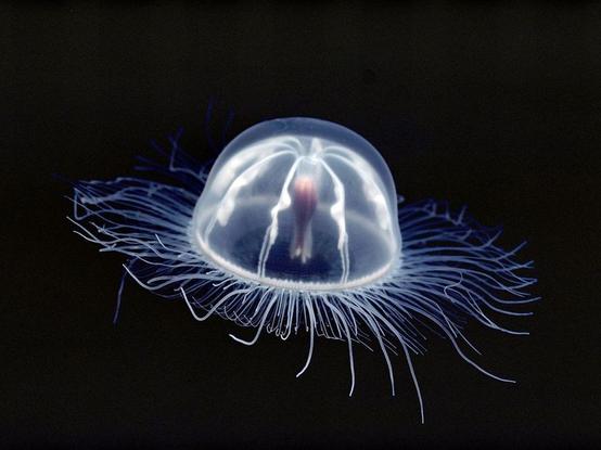 Jellyfish (this one looks like a space ship to me! They've roamed the earth’s waters for at least 500 million years.