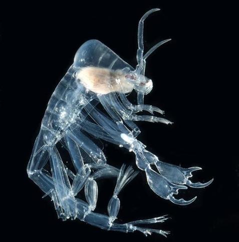 PHRONIMA: deep-sea shrimp-like creature. Rather brutal -  Phronima females attack salps, eating them from the inside, and then lay their eggs inside the dead bodies.