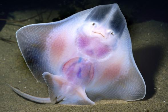 My favorite BIG SKATE: often found in shallow waters. Its human-like ‘face’ makes it a popular attraction in aquariums all over the world.