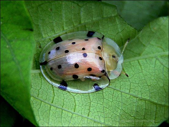 Tortoise Shell Beatle: entirely transparent upper shell that surrounds it like a bubble,