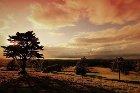 #AshdownForest in #TheEvening...