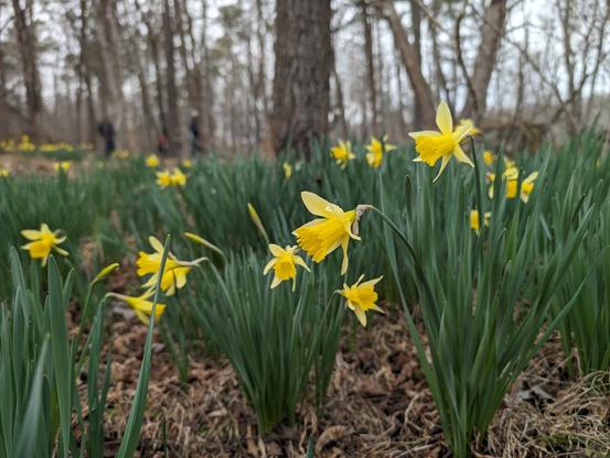 closeup of bright yellow daffodils in a wooded enviroment
