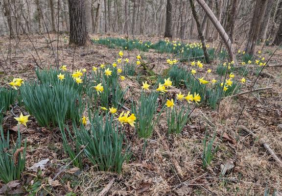 a swath of daffodils winding off into the woods