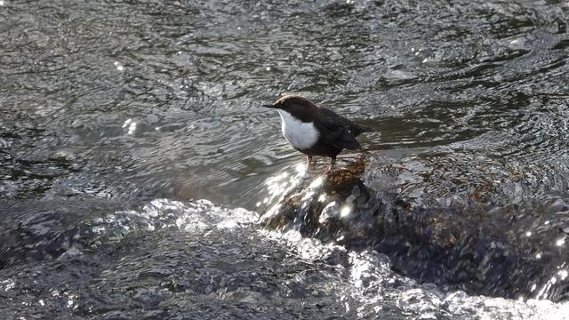 A small dipper bird standing on a rock in a big swirling river. It has a brown back, body and head, and a white neck and tummy. It is facing to the left, in the middle of the picture.