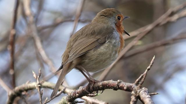 A robin facing away towards the right with its beak wide open as it sings. It has a pale brown body and stripey wings, red face and tummy, and grey underneath.