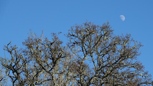 Fractal like branches of a lichen covered tree reaching up into a clear blue sky, with the pale white daytime moon glimpsed at the top right.