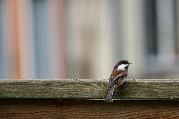 A small bird perched on the side of a fence rail. Bright saffron dusts its dark brown, soft head feathers and gathers below its big round black eye, like a bit of run mascara where the white cheek stripe begins. Its dark gray wings are folded neatly over the sleek homespun-russet back that gives it its name. Its spindly talons, quite long for its size, cling to the edge of the wood easily. It is completely adorable, and about to fly.