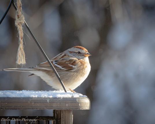 A small brown and white songbird perches on a feeder. The bird has a brown crest on its head, a light brown chest and striped brown and white feathers on its wings.
