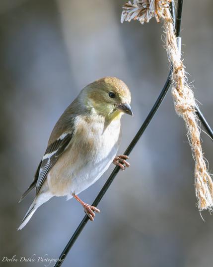 A close up of a bright yellow Goldfinch perched on the bird feeder hanger.
