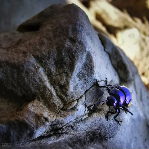 Das quadratische Foto zeigt als Nahaufnahme einen blauschwarz schimmernden Käfer der über einen großen Stein klettert

The square photo shows a close-up of a shimmering blue-black beetle climbing over a large stone