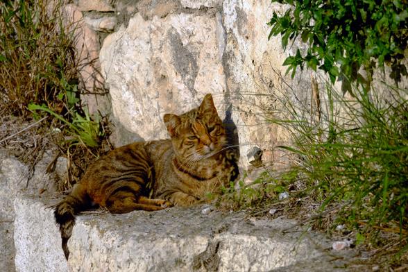A tabby cat, resting on an ancient wall in Athens. The cat just woke up and still looks a bit dizzy.