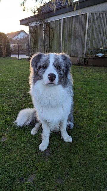 #BorderCollie Bailey sitting in the garden