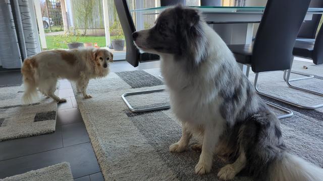 #BorderCollie Bailey in the foreground with Nike, a smaller light dog in the background
