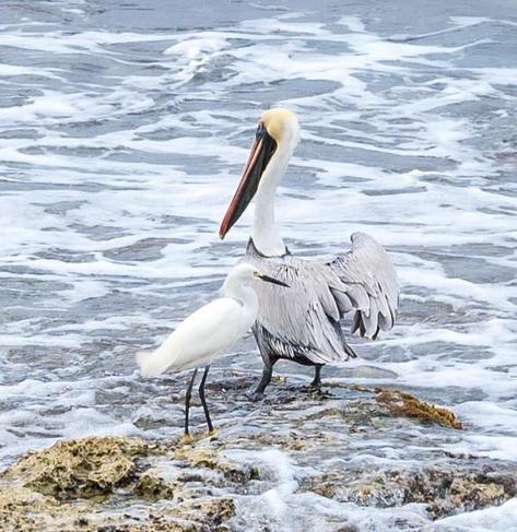 An egret and a pelican at the water’s edge.
