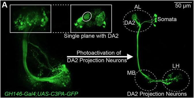 Example image of the geosmin-sensing glomerulus (DA2) in the antennal lobe (AL) and projection neurons going to higher brain centers, the mushroom body (MB) and the lateral horn (LH). Images were created with D. melanogaster lines that express photoactivatable GFP in the projection neurons