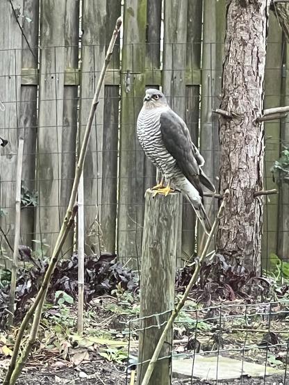 Roofvogel, zwartwit gestreepte borst, grijze vleugels, zwarte rand rond ogen, gele poten en klauwen zit op paal in moestuin. Erachter een schutting.