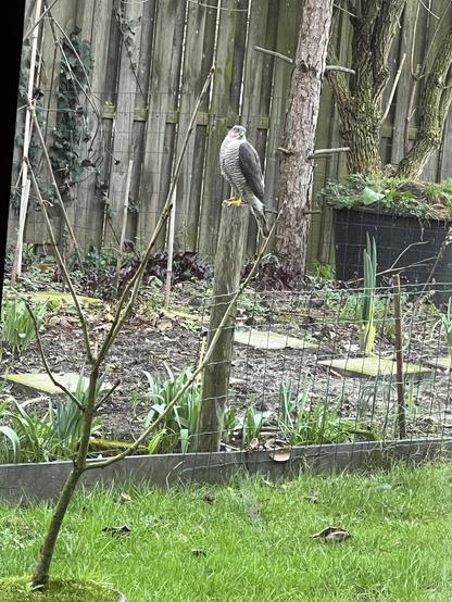 Roofvogel, zwartwit gestreepte borst, grijze vleugels, zwarte rand rond ogen, gele poten en klauwen zit op paal in moestuin. Ietsje verder weg. Vogel kijkt opzij.