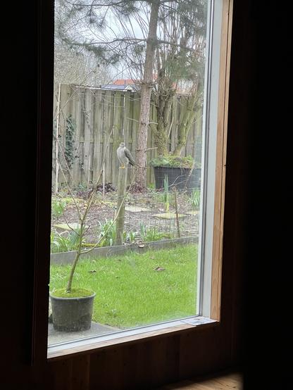 Roofvogel, zwartwit gestreepte borst, grijze vleugels, zwarte rand rond ogen, gele poten en klauwen zit op paal in moestuin. Gezien door een raam.