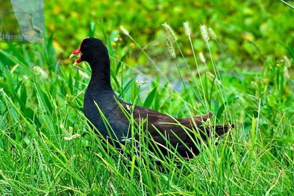 An outdoor, daylight photograph of a small, black bird, facing away from the camera, with a red shield over its upper face and beak, with a yellow beak. Its feathers have an iridescent sheen. The bird is walking in tall grass that partially obscures it.