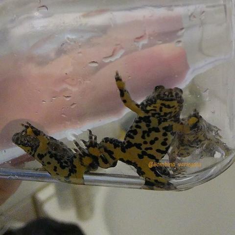 The photo shows offspring of the yellow-bellied toad that have been placed in a transparent container with water to clean their rearing terrarium. The signal yellow bellies of the animals are clearly visible.