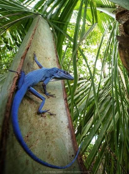 The picture shows a bright blue anole on a tree trunk.